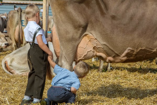 Milchkühe faszinieren Kinder